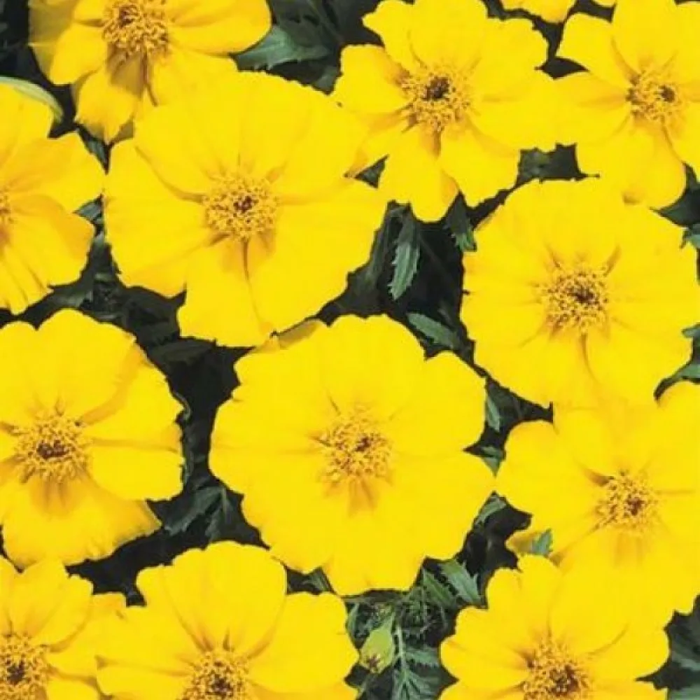Ruusukesamettikukka 'Sunny Yellow'