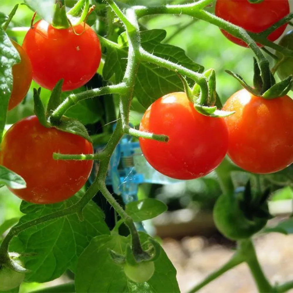 Kirsikkatomaatti 'Red Cherry'