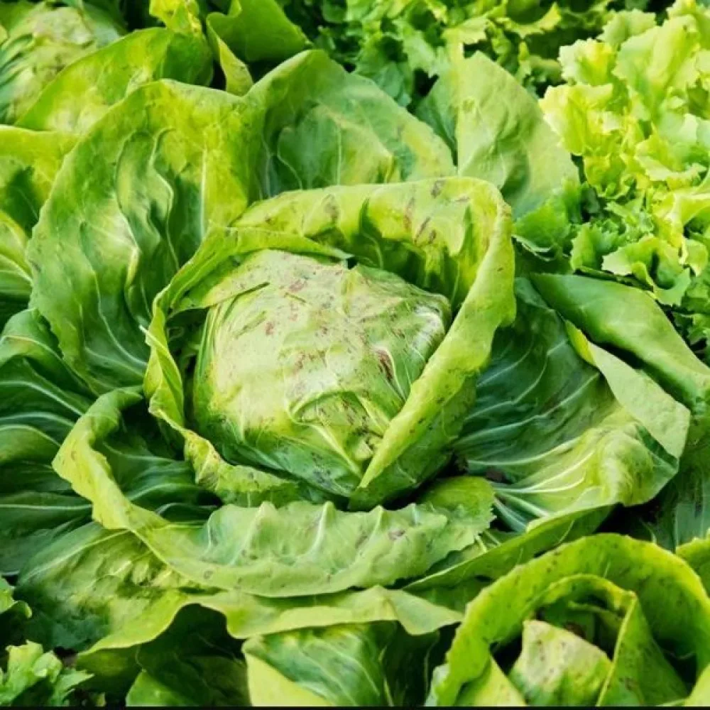 Jäävuorisalaatti 'Iceberg 2'