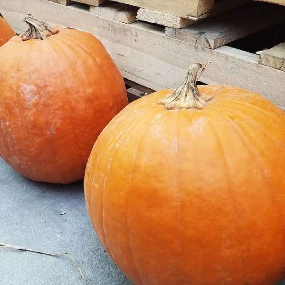 Koristekurpitsa 'Ball Orange'