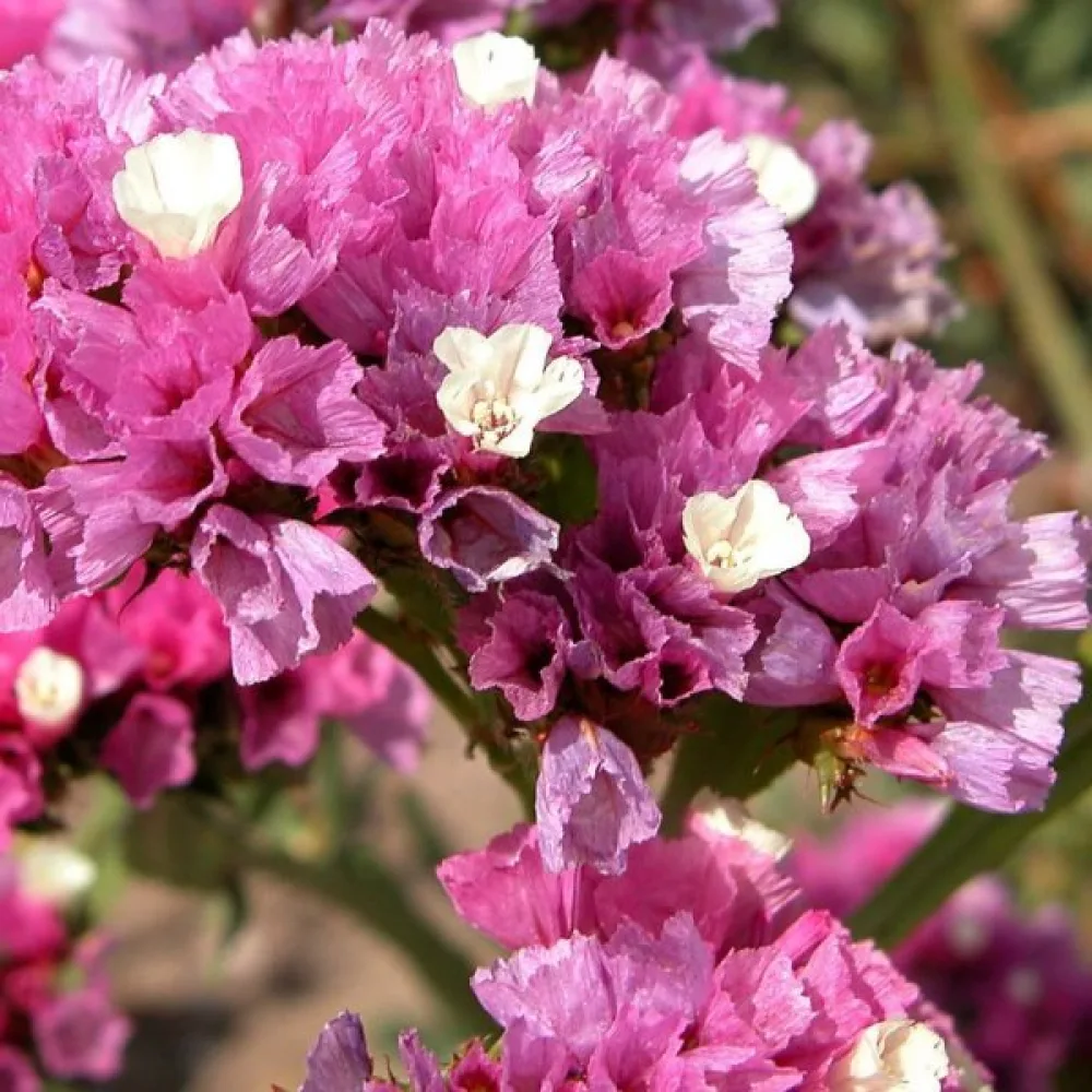 Limonium sinuatum – vaaleanroosa