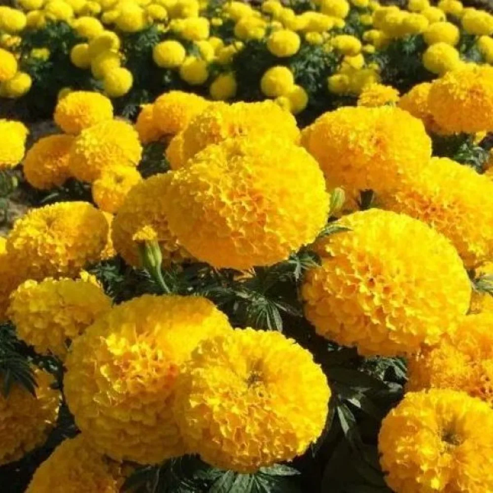 Ruusukesamettikukka 'Boy Yellow'