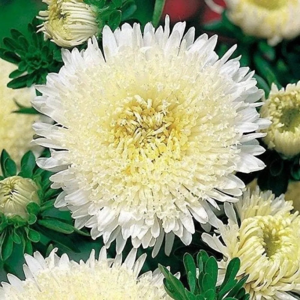 Kesäasteri 'Princess' – valkoinen