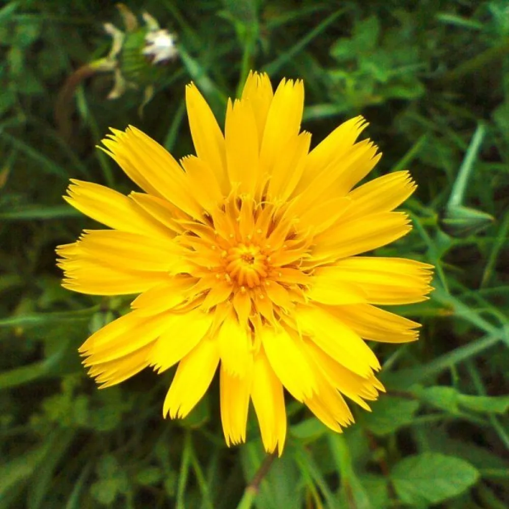 Niittypukinparta Tragopogon pratensis