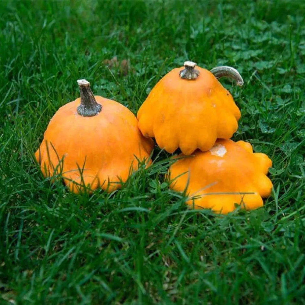 Patisson 'Orange'