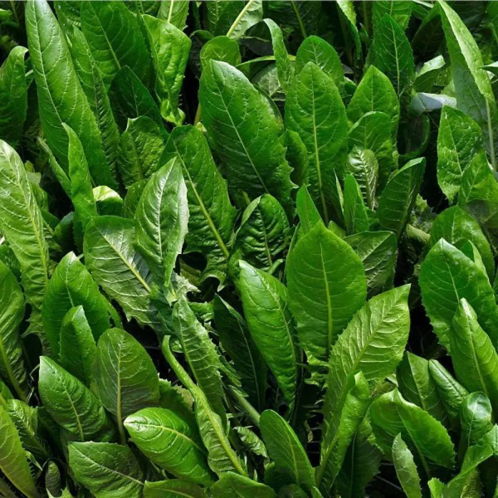 Sikuri 'Spadona'