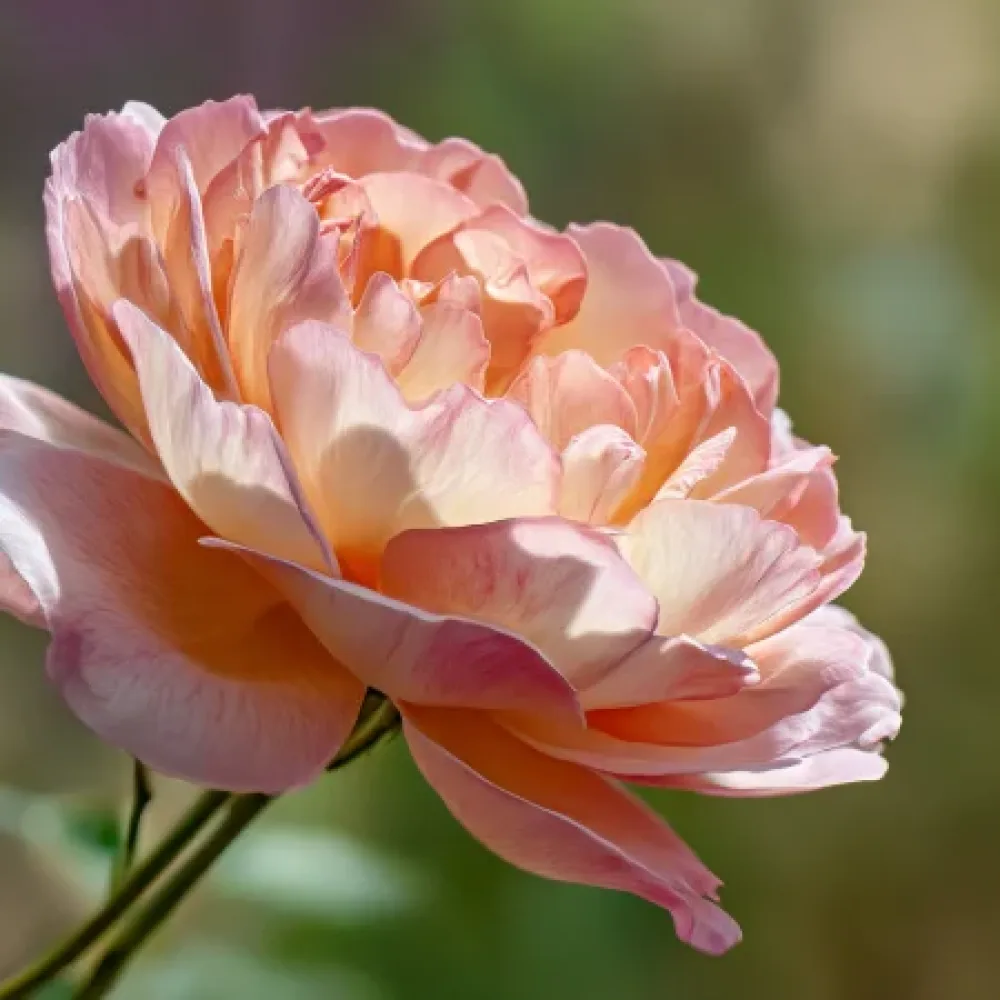 Ruusu 'Caramel Ray' – paljasjuurinen