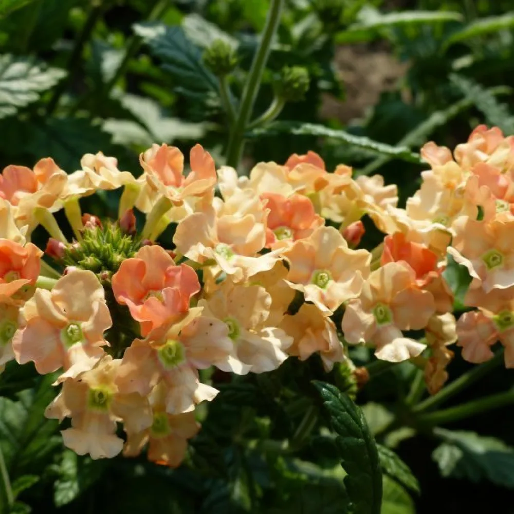 Tarhaverbena 'Peaches & Cream'