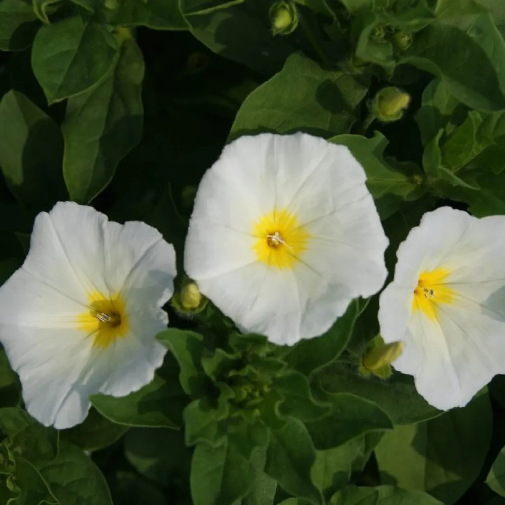Kolmivärikierto 'White Ensign'