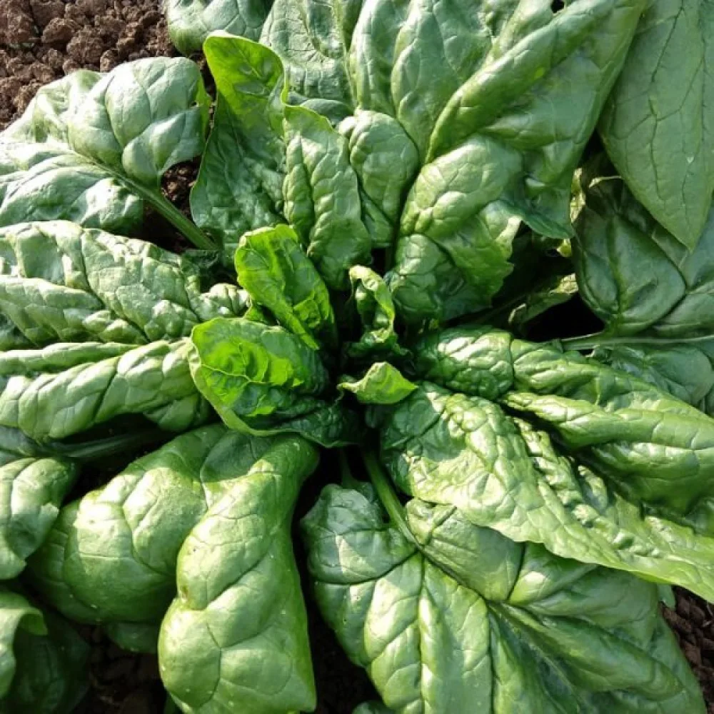 Pinaatti 'Matador'
