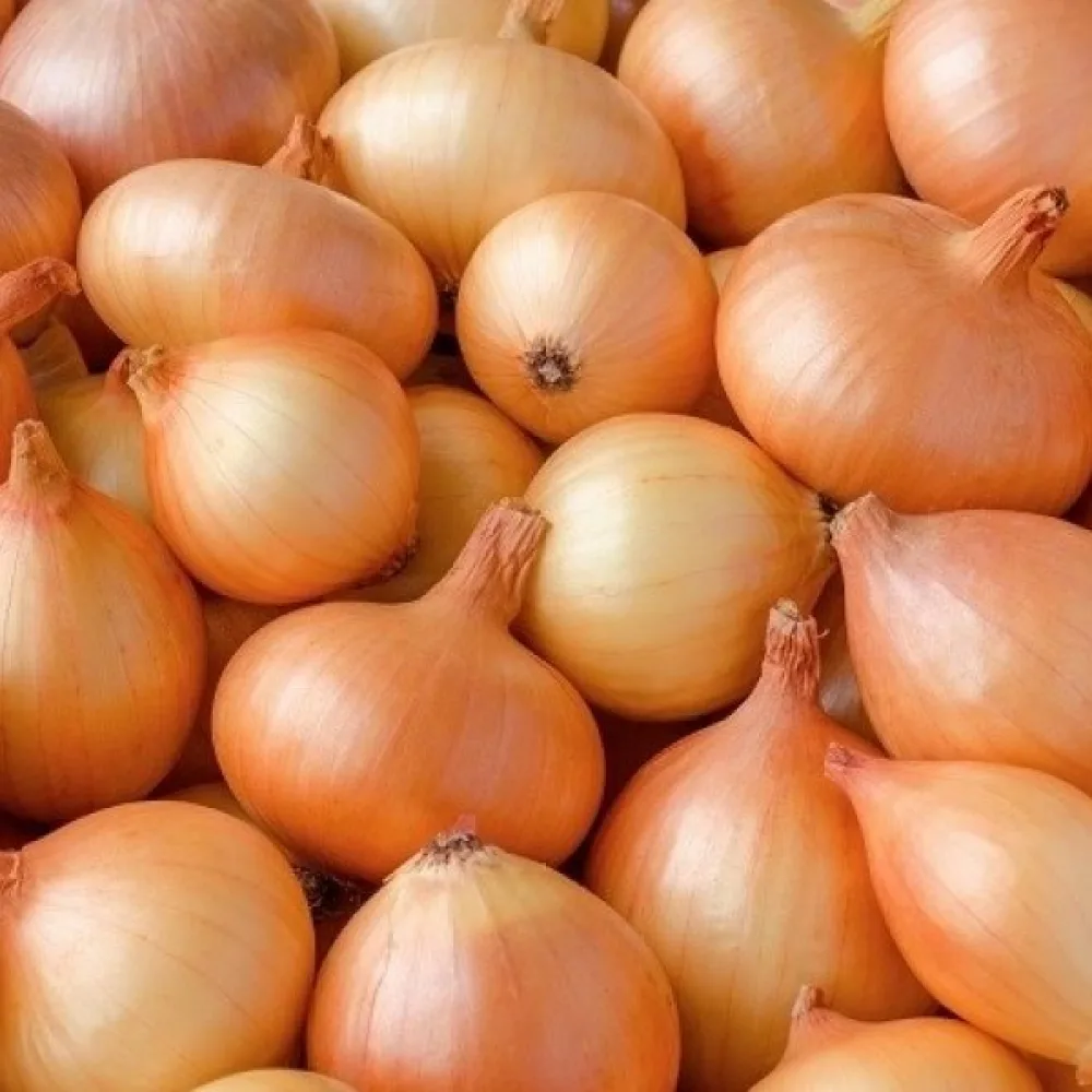 Ruokasipuli 'Sochaczewska'