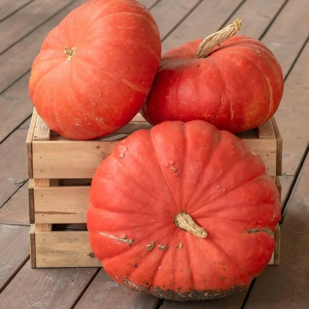 Kurpitsa 'Rouge Vif d'Étampes'