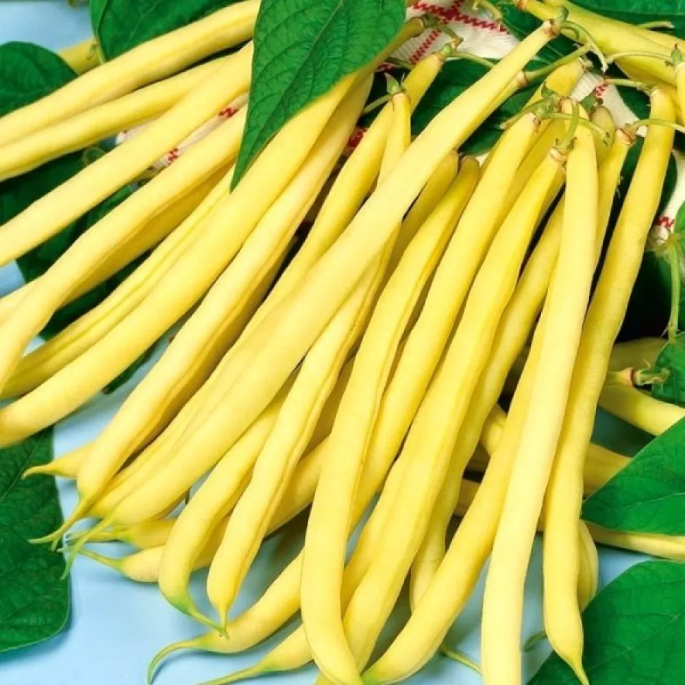 Tarhapapu 'Sonesta'