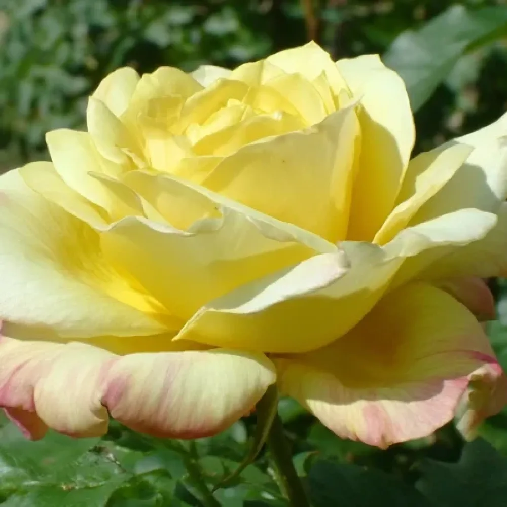 Ruusu 'Radiant Gold' – paljasjuurinen