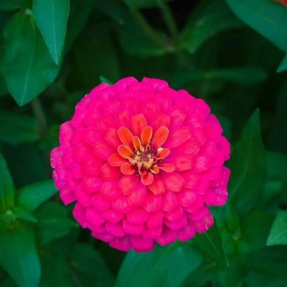 Tarhatsinnia 'Lilliput Rose Gem'
