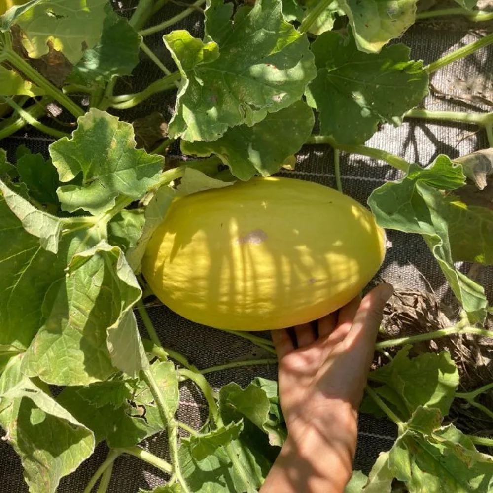 Meloni 'Jaune Canari 2'