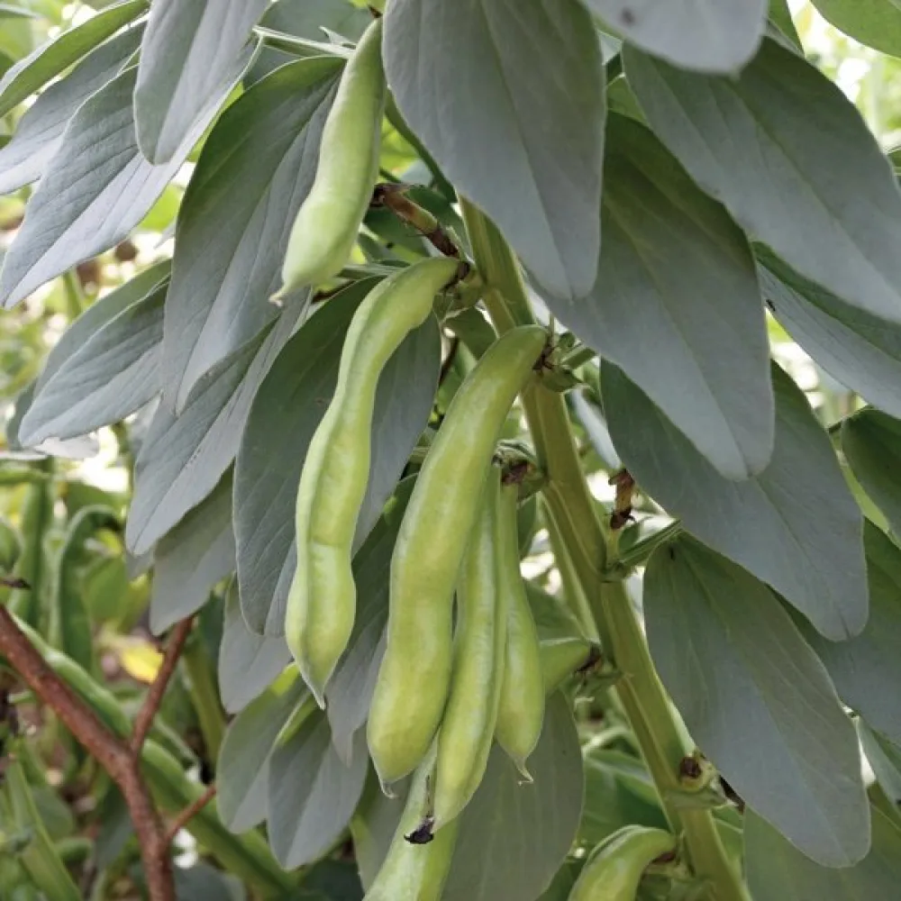 Härkäpapu 'Superaguadulce'