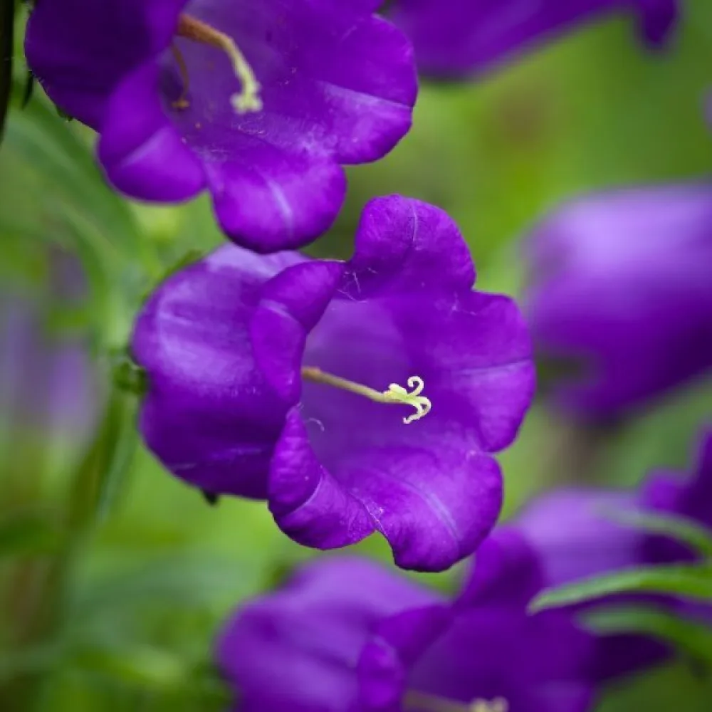 Kartanonkellokukka Campanula medium, tummansininen