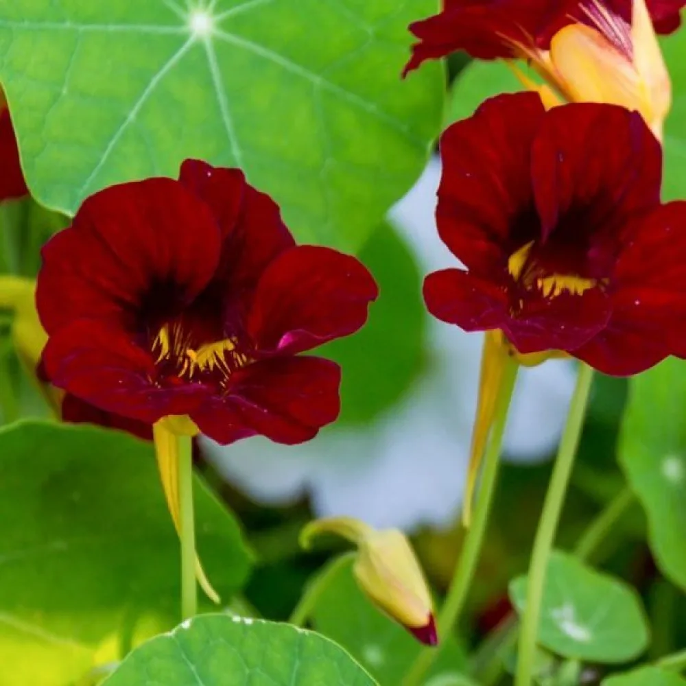 Köynnöskrassi 'Black Velvet'