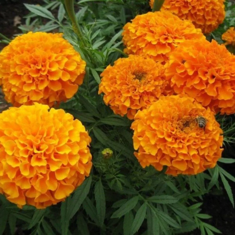 Ruusukesamettikukka 'Harvest Moon'