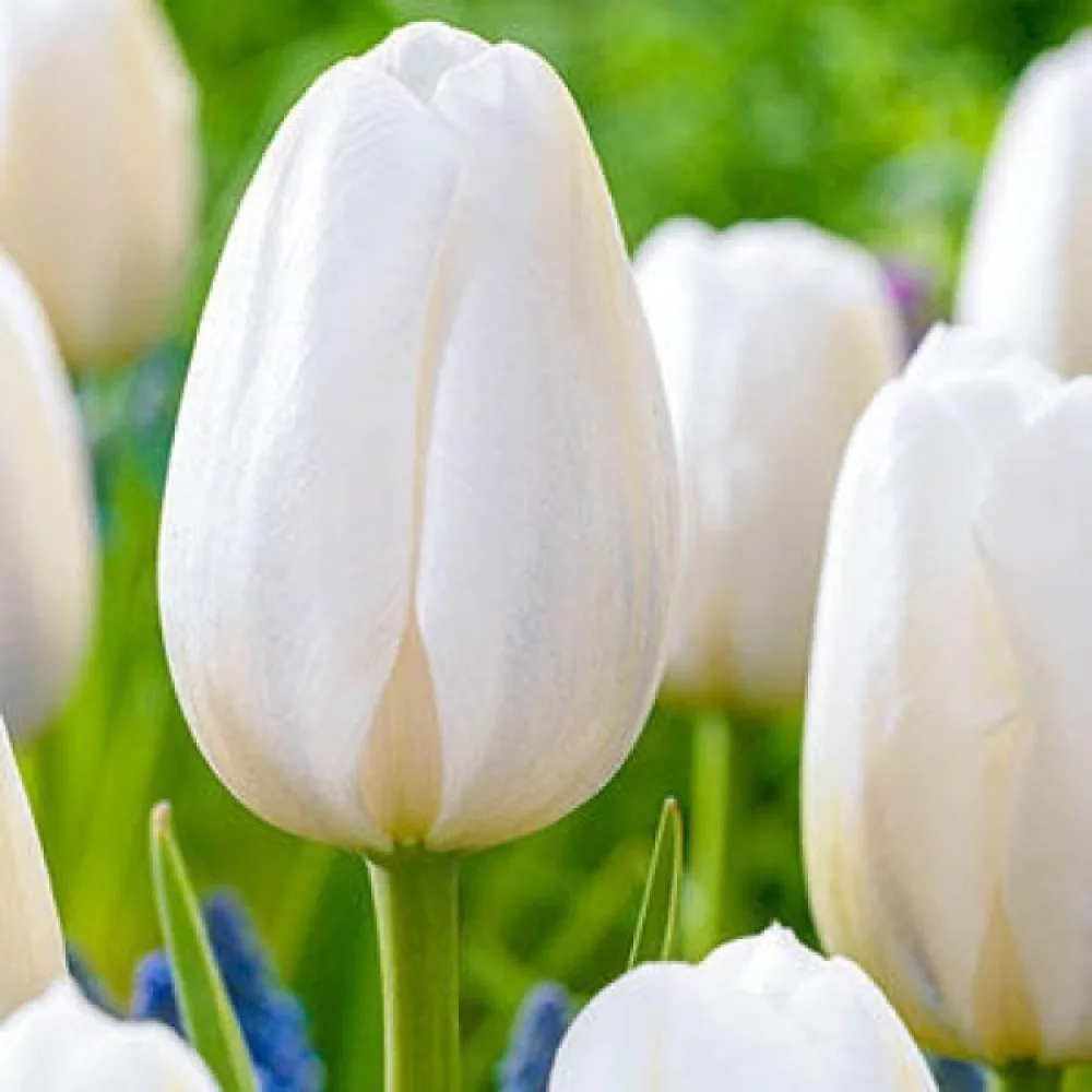 Tulppaani 'Clearwater'