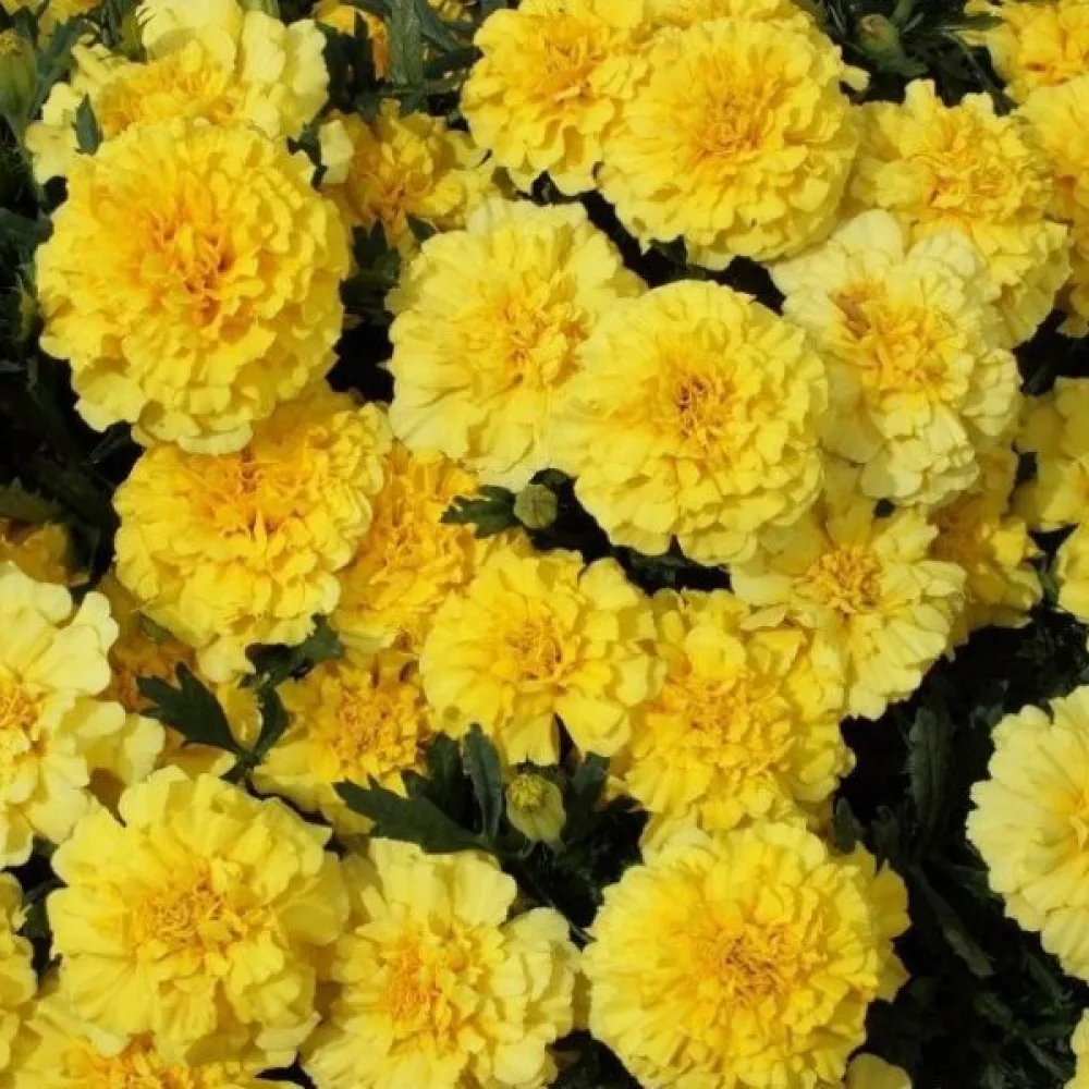 Ruusukesamettikukka 'Lemon Drop'