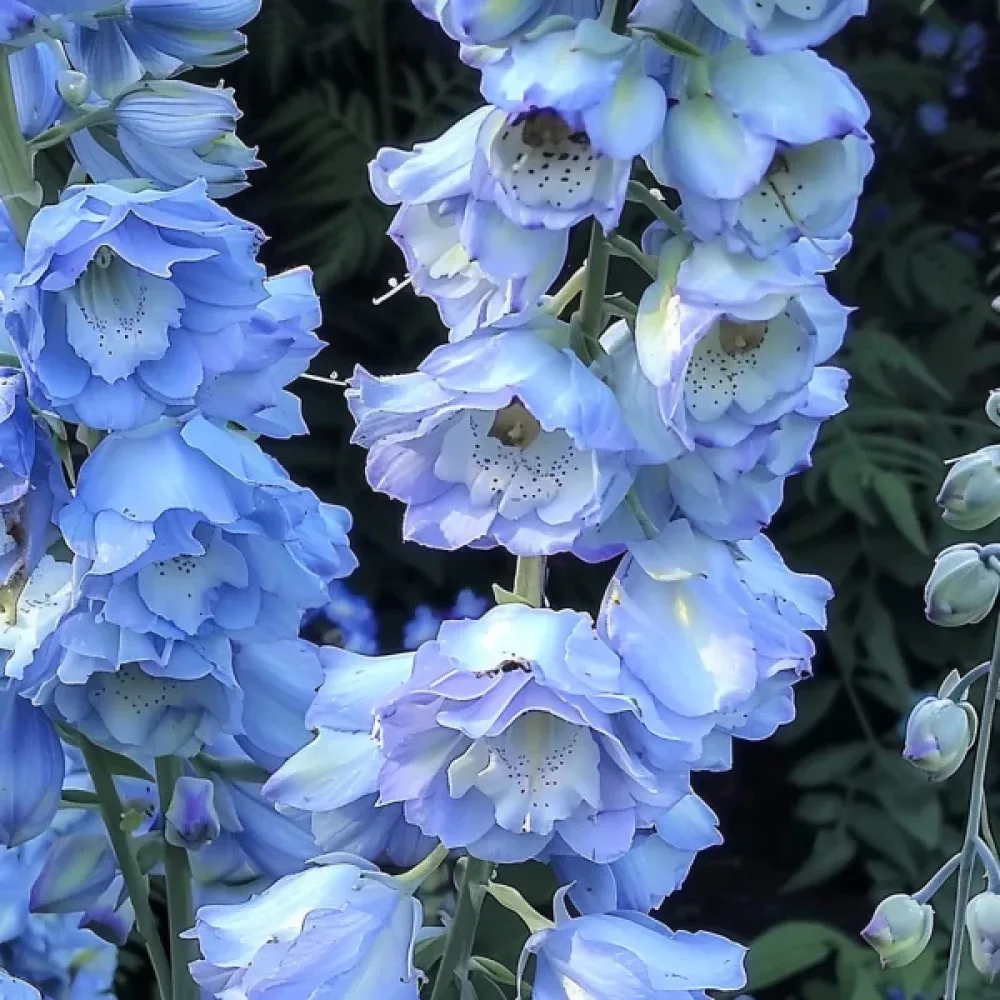 Kesäkukonkannus 'Blue Bell' – sininen