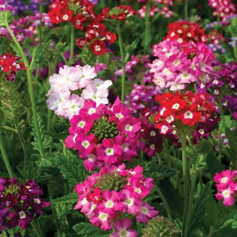 Tarhaverbena 'Mammoth' (sekoitus)