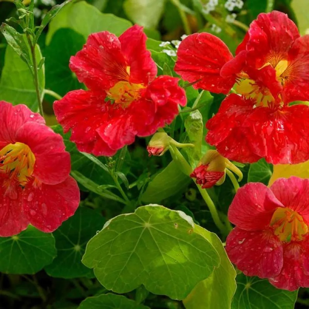 Köynnöskrassi 'Tip-Top Scarlet'
