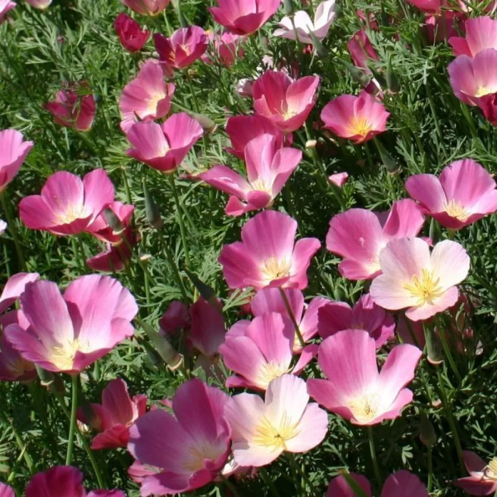 Kaliforniantunikko 'Purple Gleam', liila