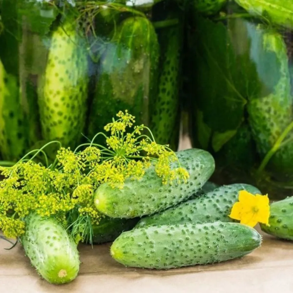 Avomaankurkku 'Borus' F1