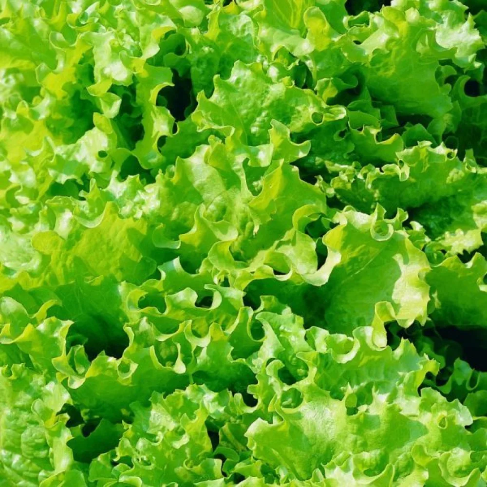 Baby leaf -salaatti 'Bionda a Foglia Riccia'