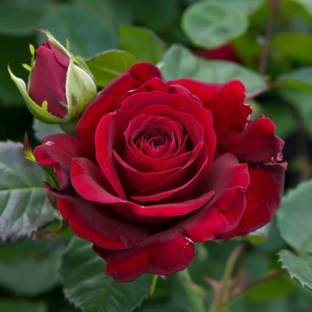 Ruusu 'Evening Bloom Harp' – paljasjuurinen