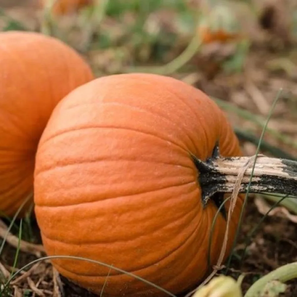 Kurpitsa 'Amazonka'