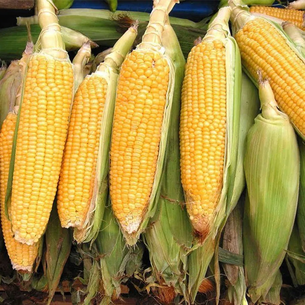 Sokerimaissi 'Gucio'