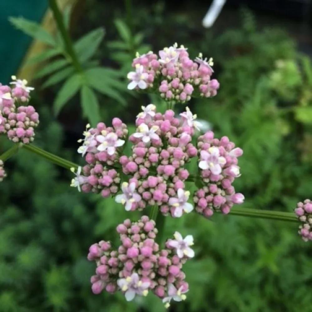 Rohtovirmajuuri Valeriana officinalis
