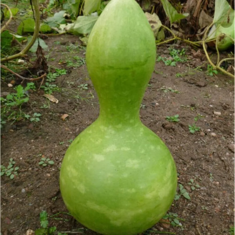 Pullokurpitsa 'Birdhouse'