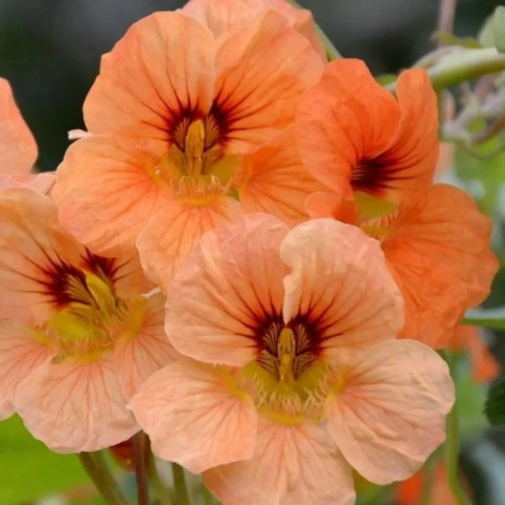 Köynnöskrassi 'Alaska Salmon Orange'