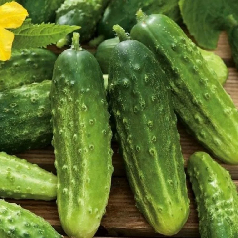 Avomaankurkku 'Racibor' F1