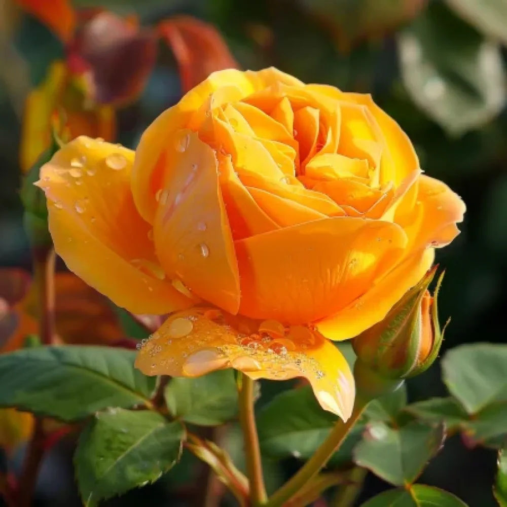 Ruusu 'Lemon Charm' – paljasjuurinen