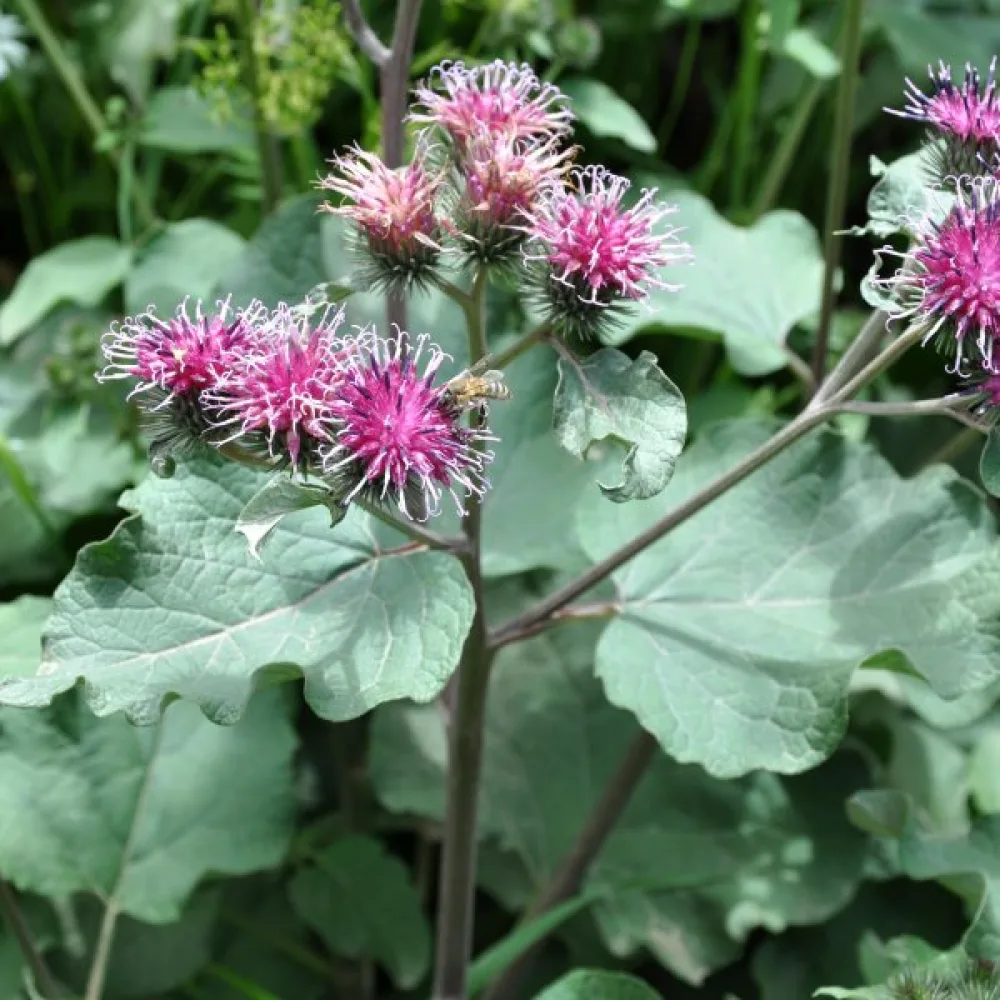 Takiainen Arctium lappa