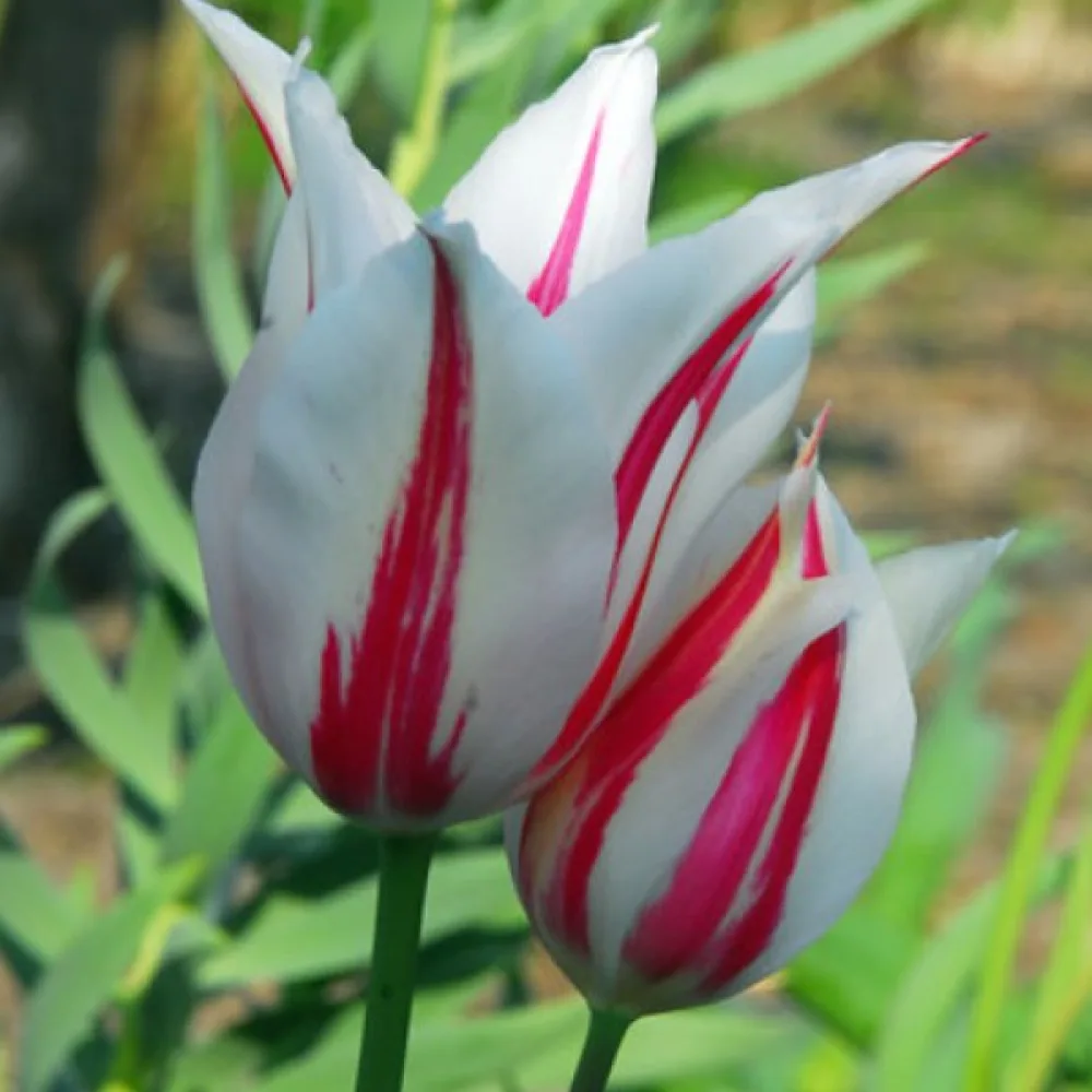 Tulppaani 'Marilyn'