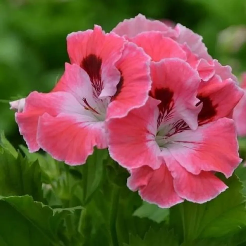 Viskaria 'Rose Beauty'