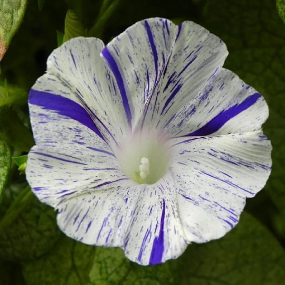Elämänlanka 'Arlequin'