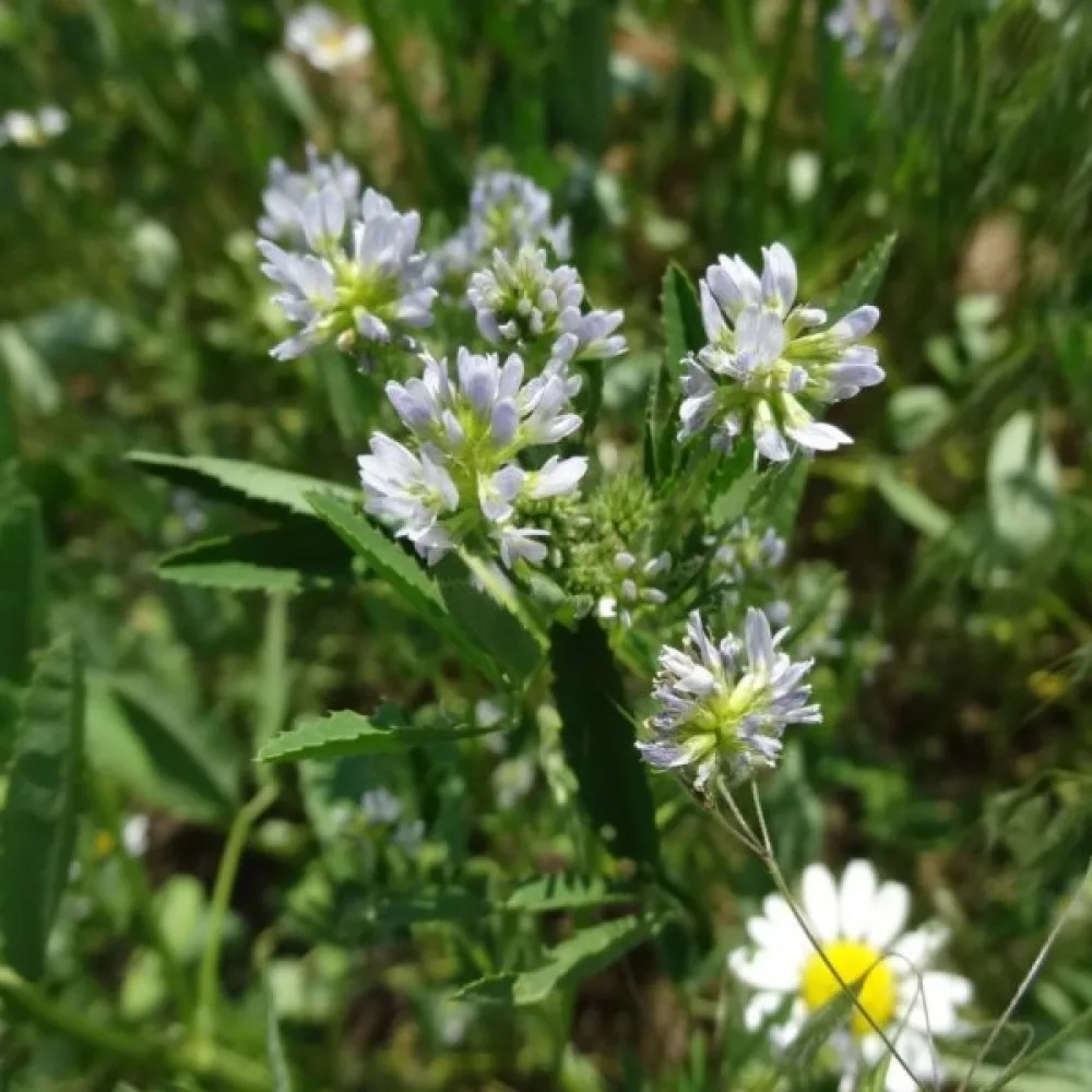 Sinisarviapila Trigonella caerulea