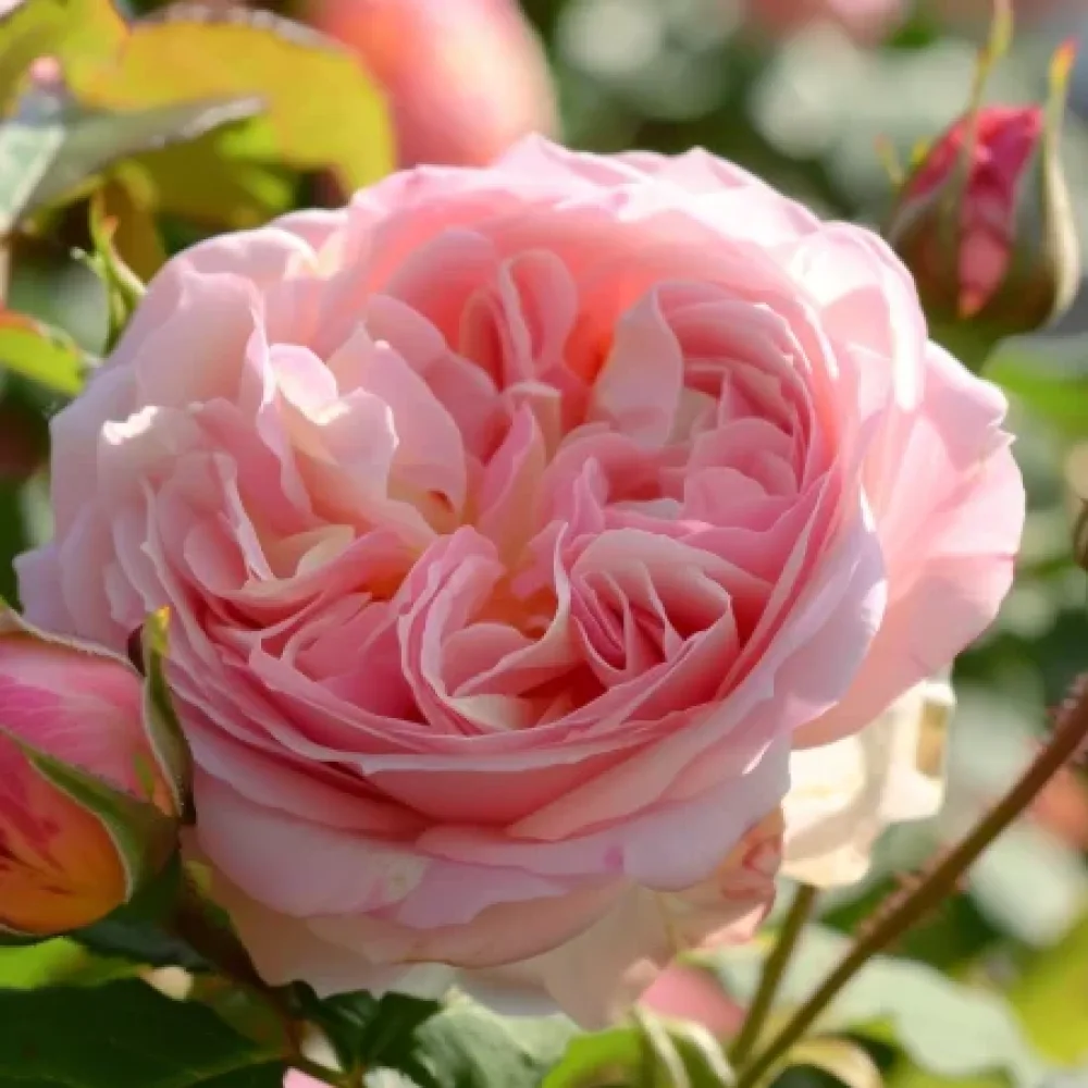 Ruusu 'Sweet Puff' – paljasjuurinen