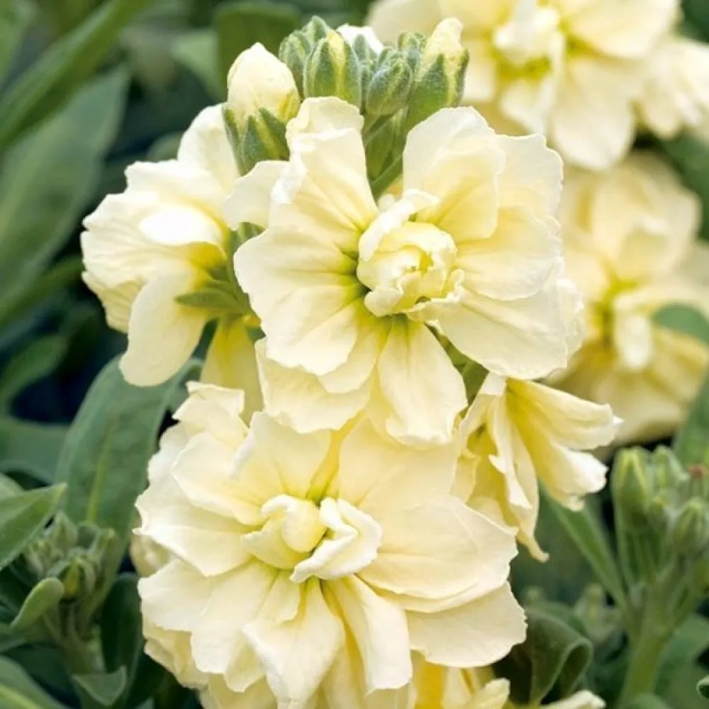 Kesäleukoija Matthiola incana, keltainen