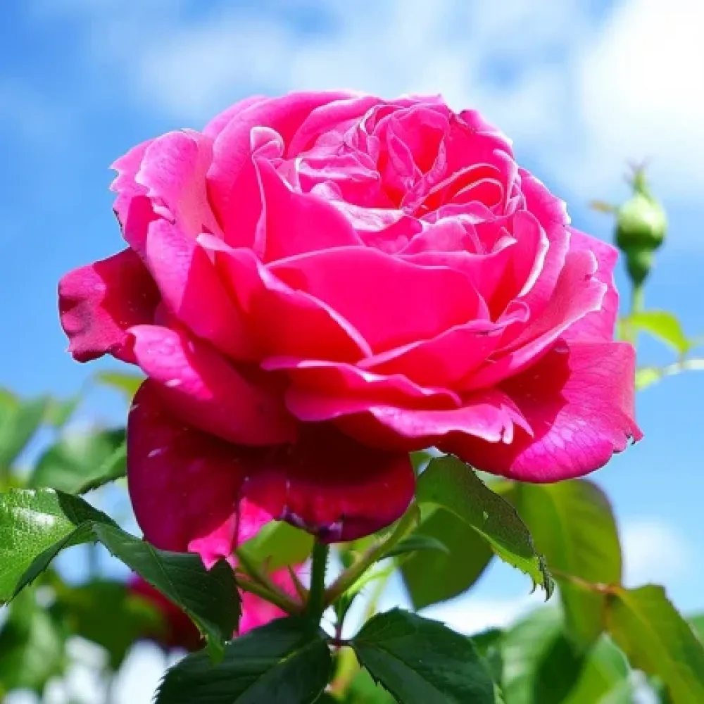 Ruusu 'Burgundy Pearl'