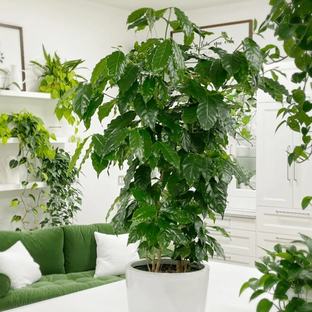 Kahvikasvi Arabica