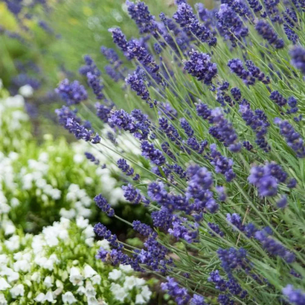 Tähkälaventeli 'Hidcote Blue'